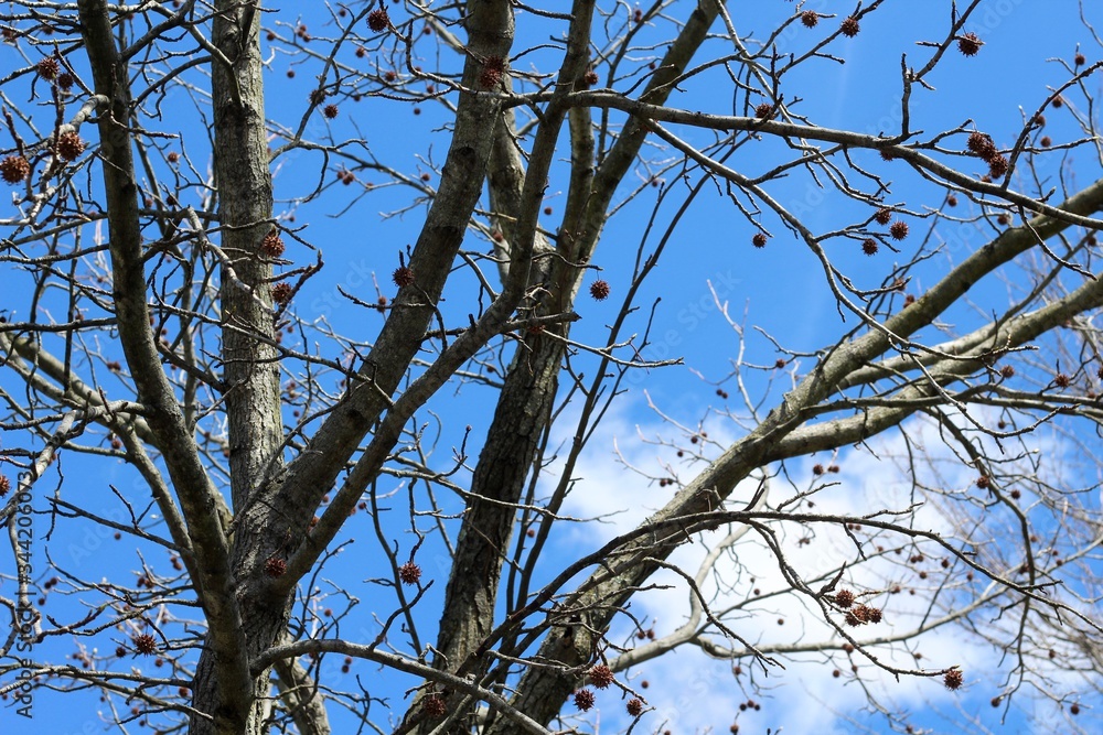 The blue sky and the white clouds though the bare branches of the tree. The blue sky and the white clouds though the bare branches of the tree.