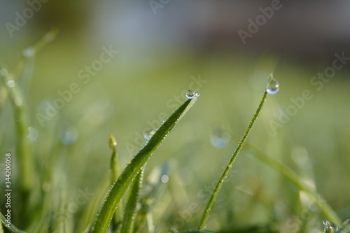 in the morning dew drops on green grass 