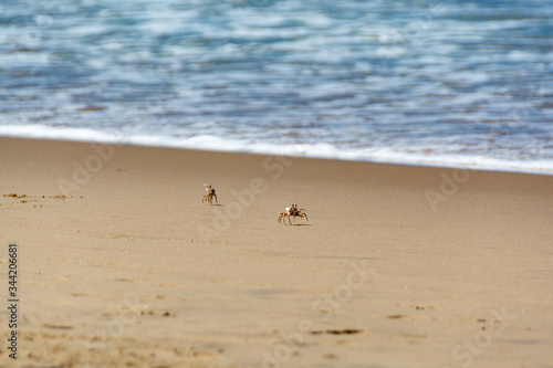 Tho little crabs are walking over the sand of the coast line of the beach in the summer in South Africa