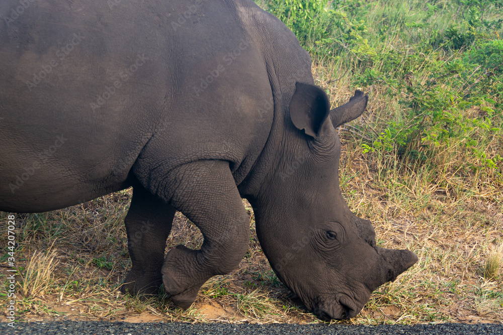 Fototapeta premium A portret of a big rhino in wildlife of safari park in south africa is eating some grass
