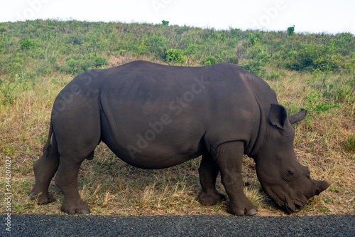 A close up of a big rhino in the wildlife of the safari park in South Africa