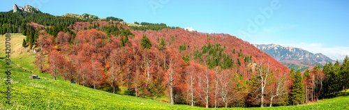 Spring and autumn colors  Ciucas mountains  Brasov county  Romania  1720m