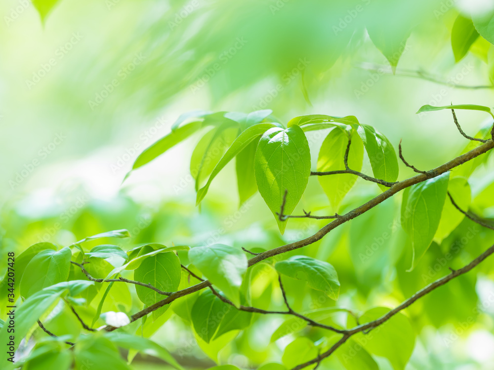 Obraz premium 新緑 青もみじ カエデの葉