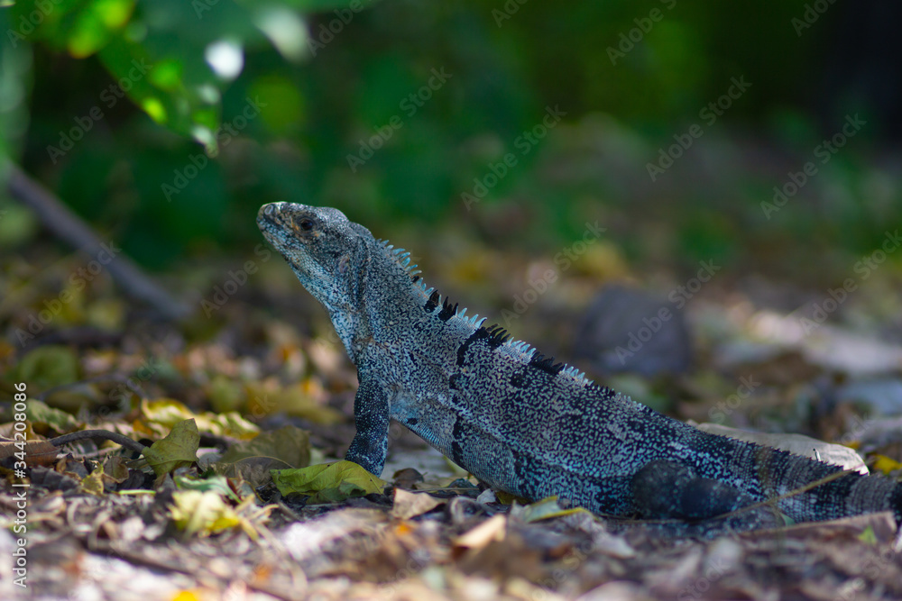 Obraz premium lizard in the forest
