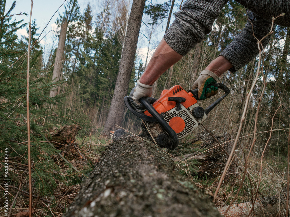 Obraz premium lumberjack cuts down trees with a chainsaw