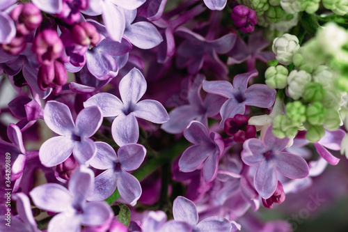 Lilac flowers close-up. Macro © elenavah
