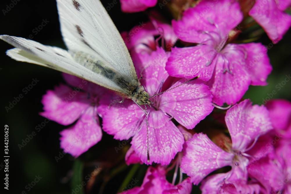 Pieris brassicae & Dianthus. Motyl bielinek kapustnik spija nektar z kwiatu goździka. - obrazy, fototapety, plakaty 