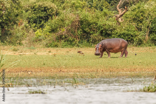 The common hippo (Hippopotamus amphibius) on land grazing, Murchison Falls National Park, Uganda.