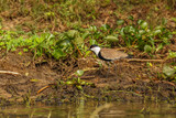 The spur-winged lapwing or spur-winged plover (Vanellus spinosus) is a lapwing species, one of a group of largish waders in the family Charadriidae, Murchison Falls National Park, Uganda.