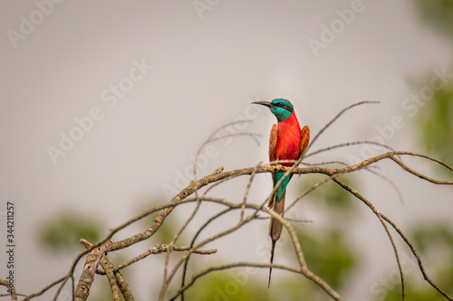 Obraz na plátne Southern carmine bee-eater (Merops nubicoides), Murchison Falls National Park, Uganda