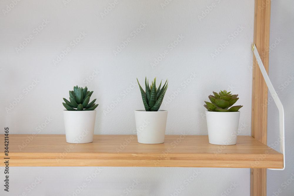 Front view of a small tree planted in three white ceramic pots placed on a wooden shelf in front of the white wall. It is a decoration in a minimalist home makes it look beautiful but with simplicity.