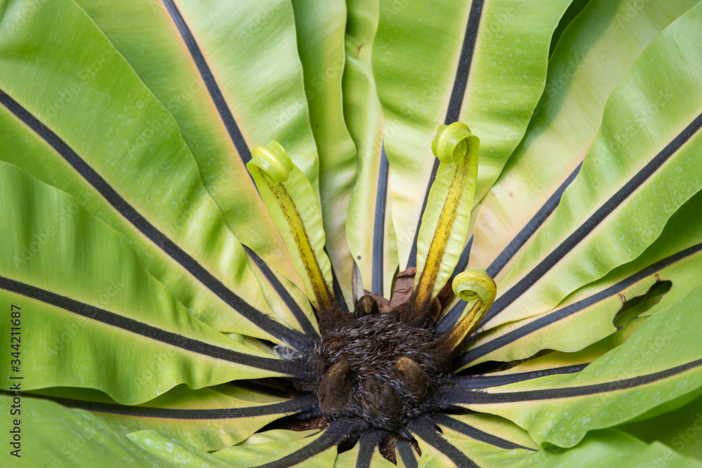 Macro photo of Bird Nest Fern using selective focus technique shows the