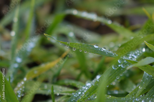 Dew on grass