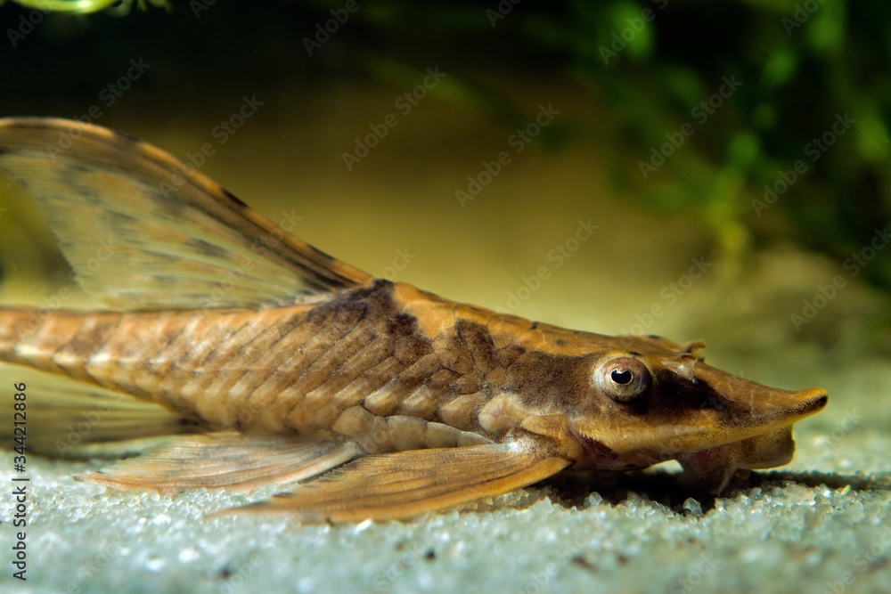 Fototapeta premium Royal Farlowella Catfish, peaceful and useful cute freshwater algae eater species, macro portrait on white sand bottom of nature planted aqua design tank