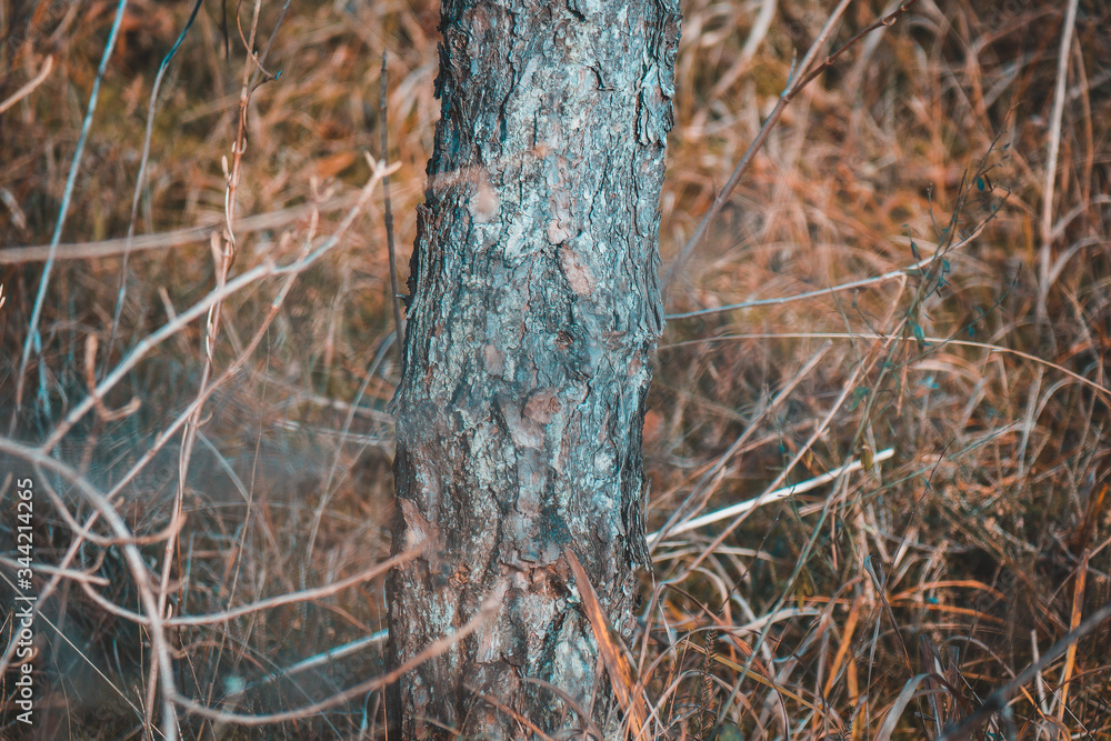 Fototapeta premium Macro tree
