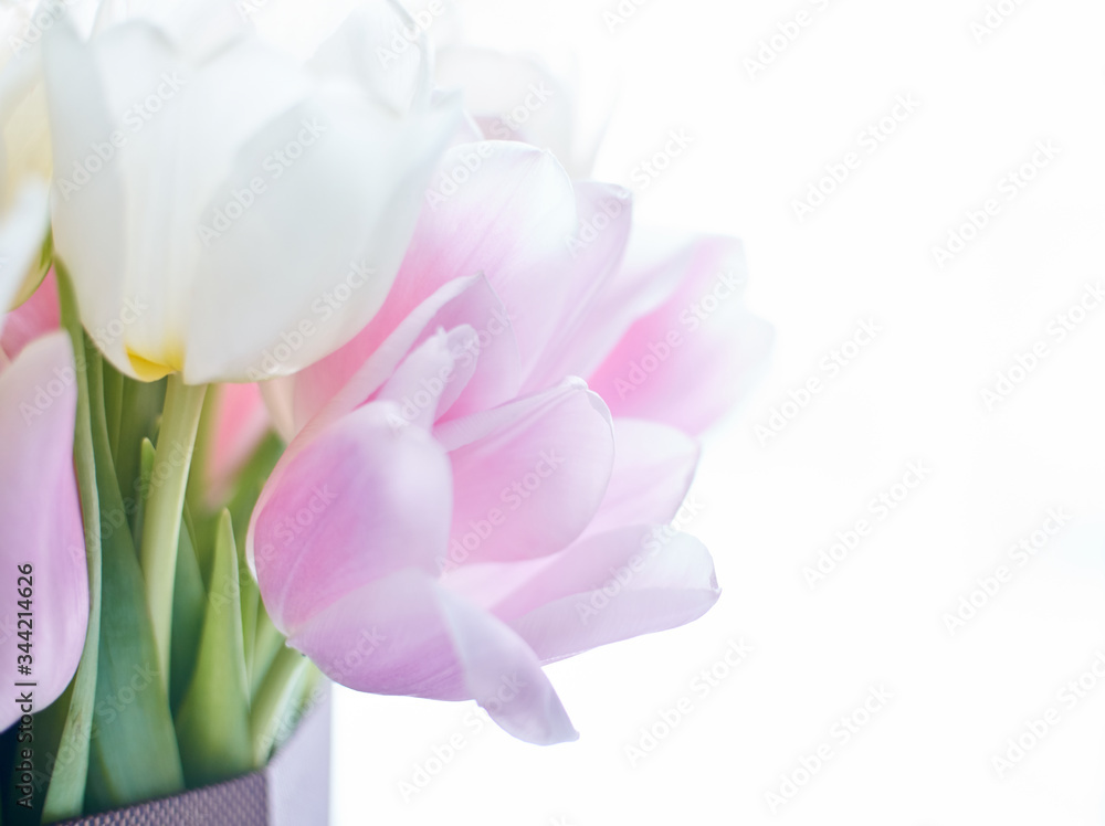 Beautiful bouquet tulips light pink and white flowers for 8 march or for your mom and perfect background closeup macro