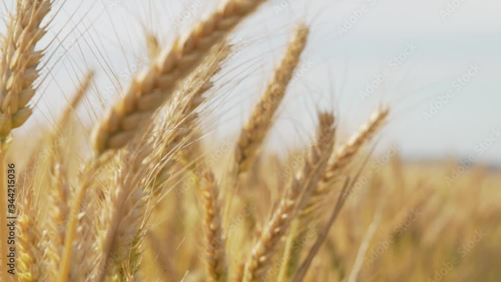 Yellow wheat ear on agricultural field
Crane and Dolly Shot Over Wheatfield Yellow wheat ear on agricultural field
Crane and Dolly Shot Over Wheatfield
