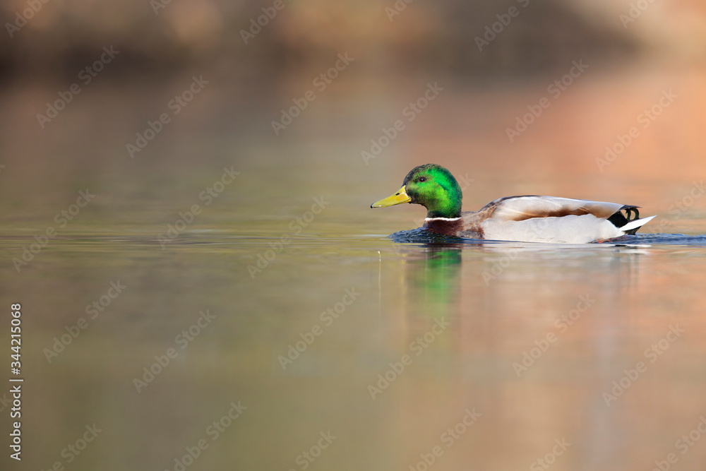 Obraz premium An adult male mallard (Anas platyrhynchos) swimming and foraging in a pond in the city of Berlin Germany. Photographed from a low-angle in the water.