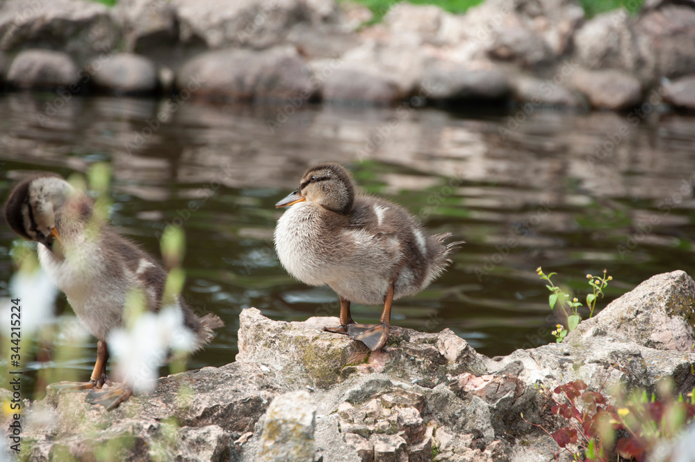 ducklings in the Park by the pond ducklings in the Park by the pond