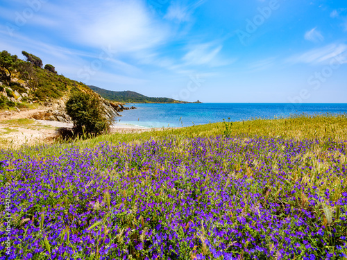 Fototapeta Naklejka Na Ścianę i Meble -  Free beach of Punta Libeccio - Cala Angioni overlooking the turquoise sea of ​​Sardinia