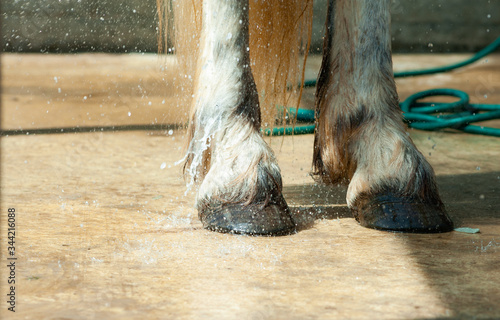 Horse hooves being washed photo