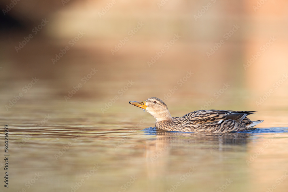 Fototapeta premium An adult female mallard (Anas platyrhynchos) swimming and foraging in a pond in the city of Berlin Germany. Photographed from a low-angle in the water.