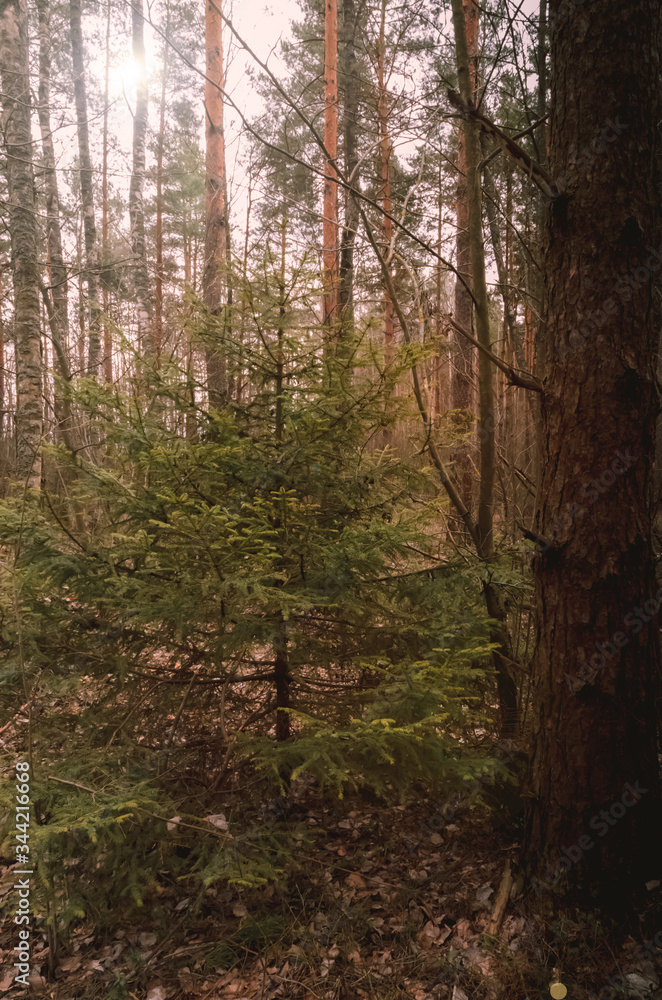 Evening in a pine forest. Pines, spruce, dense forest.