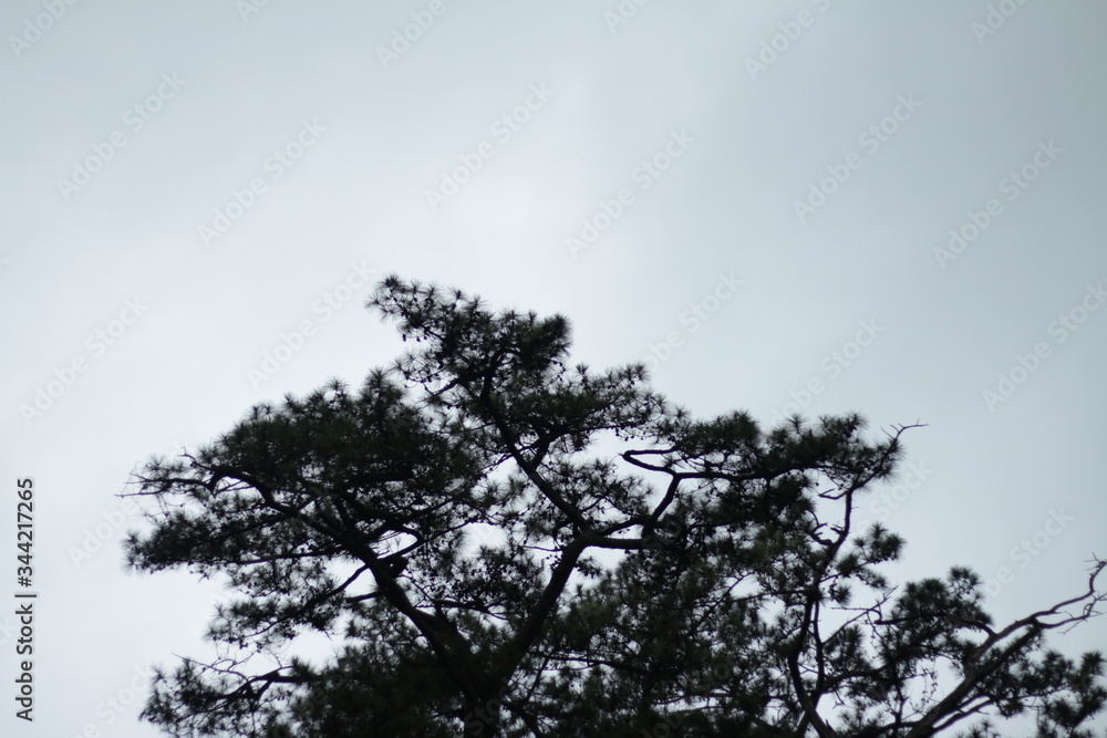 Obraz premium sky and tree