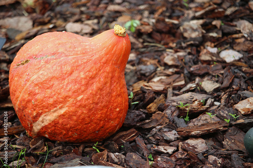 Tableau sur toile Golden Hubbard pumpkin squash