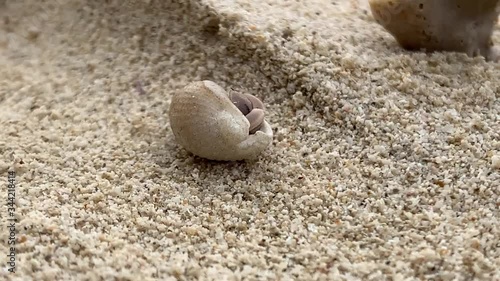 Hermit Crab Walking in the Sand