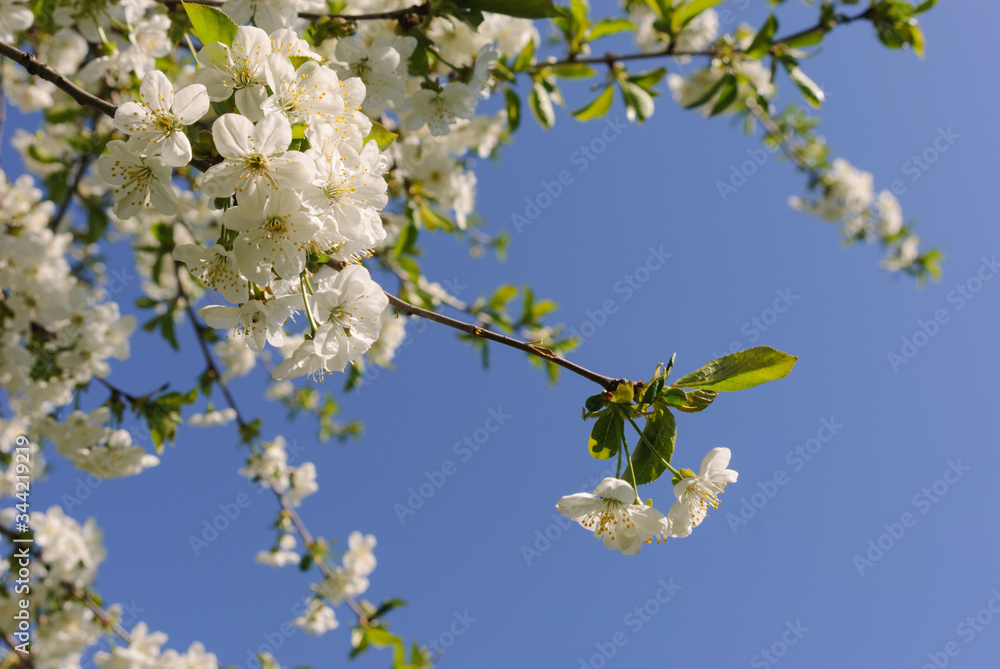 Branch of white blooming cheery. Concept of flowering plants, spring garden. Spring flowering orchard. close-up. Blue sky. Selective focus