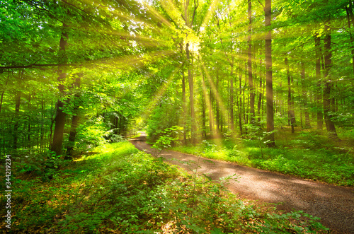 Fr  hlingssonne auf einem Waldweg