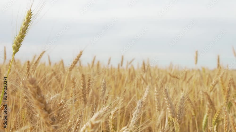Yellow wheat ear on agricultural field
Crane and Dolly Shot Over Wheatfield Yellow wheat ear on agricultural field
Crane and Dolly Shot Over Wheatfield
