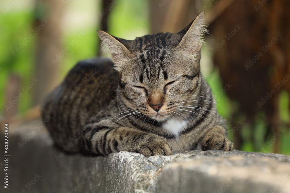 Obraz premium Close up gray cat house is sit down and rest on the old wall near the garden at thailand