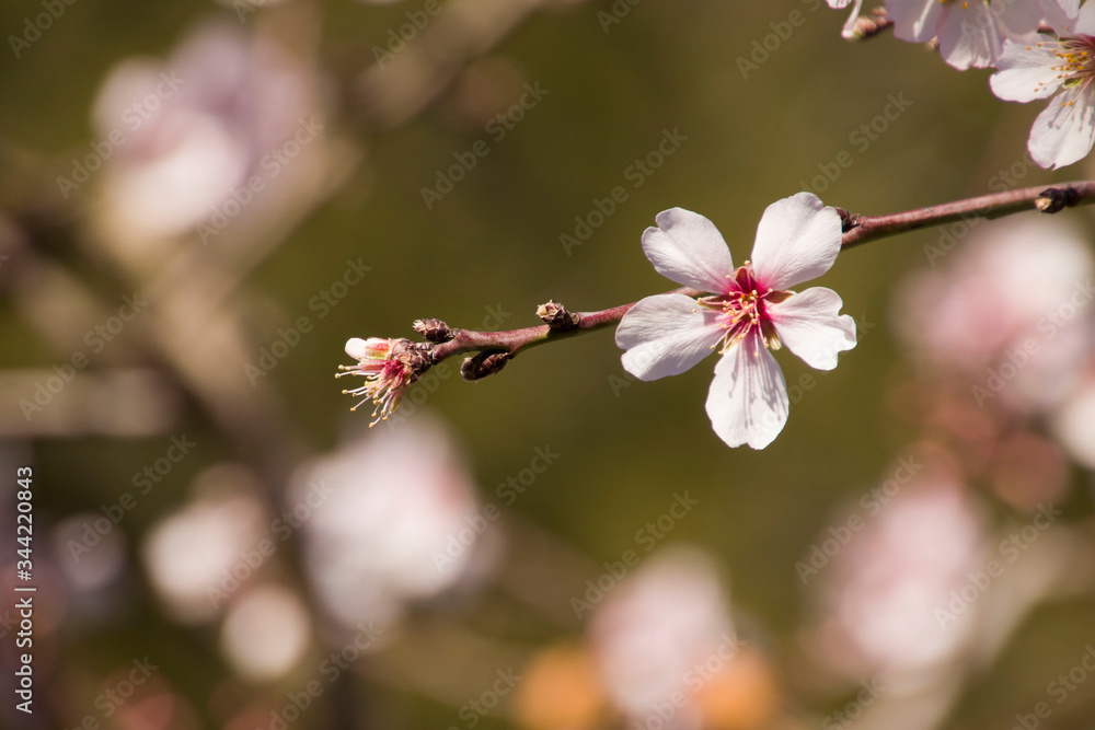 Obraz premium El aviso de que la primavera está al llegar. Primavera anticipada. 