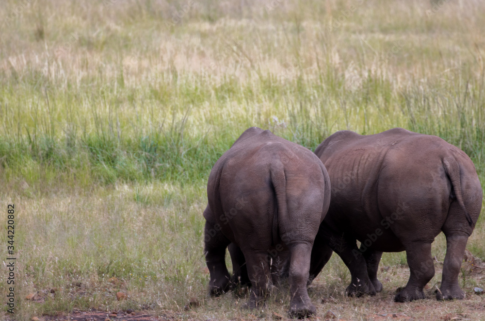 Fototapeta premium rhino in the grass