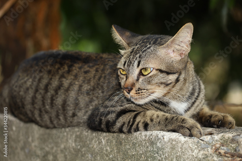 Close up gray cat house is sit down and rest on the old wall near the garden at thailand © pumppump