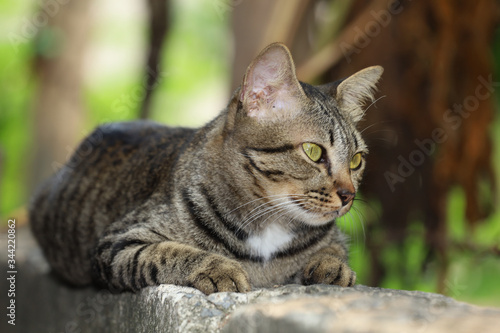 Close up gray cat house is sit down and rest on the old wall near the garden at thailand © pumppump