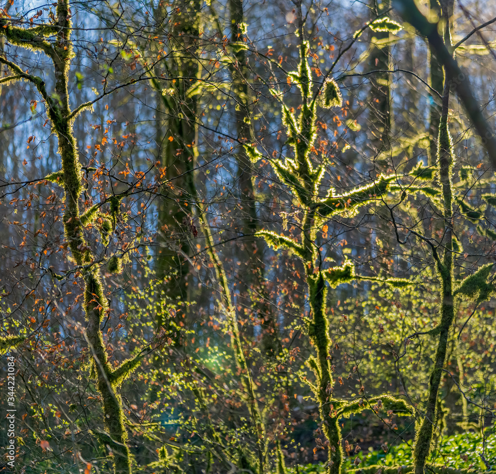 Fototapeta premium sunny illuminated forest scenery