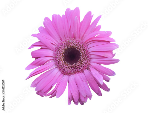 Vibrant bright purple gerbera daisy flowers blooming isolated on white background.