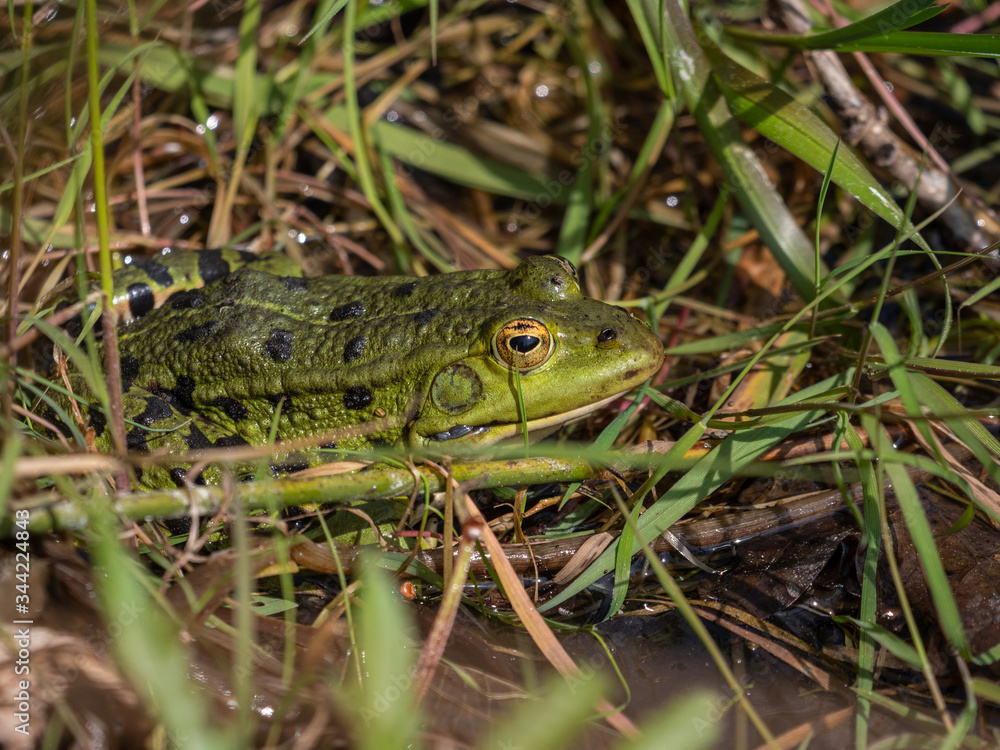 Teichfrosch (Rana esculenta) im Gras am Teich Teichfrosch (Rana esculenta) im Gras am Teich