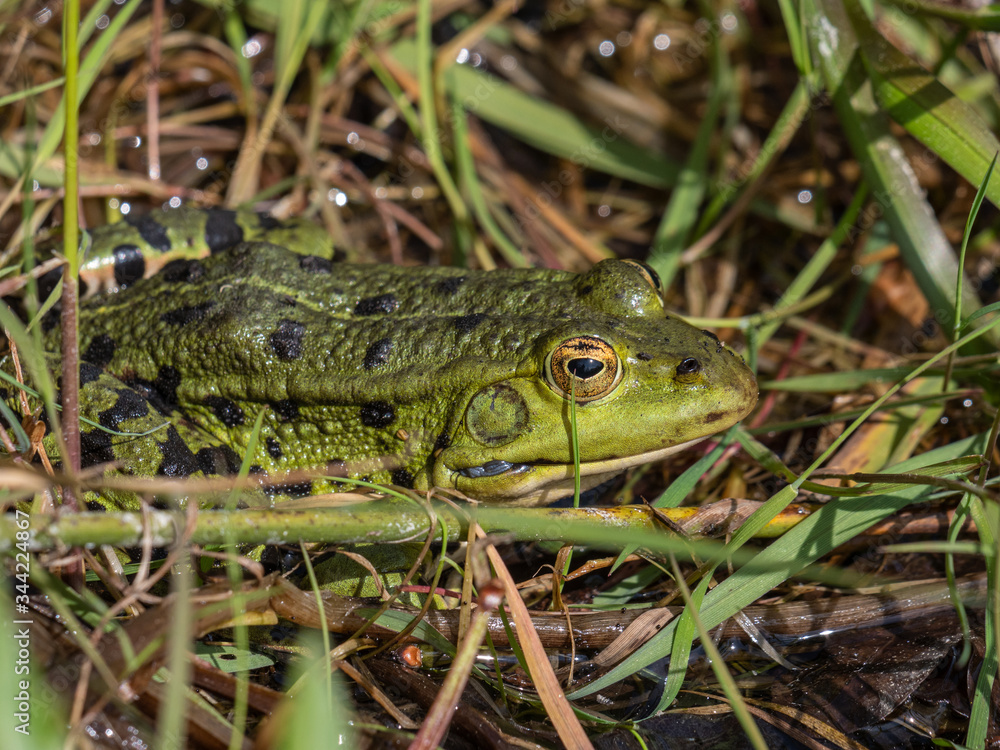 Teichfrosch (Rana esculenta) im Gras am Teich Teichfrosch (Rana esculenta) im Gras am Teich