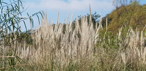 Fototapeta Naklejka Na Ścianę i Meble -  reeds in the wind