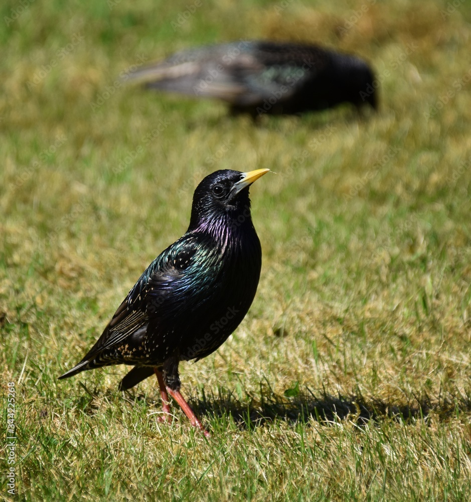 blackbird on the grass blackbird on the grass