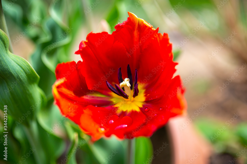 Parrot tulip in spring garden. Parrot tulip in spring garden.
