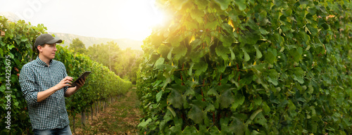 Fotografie Man farmer at the grape farm.