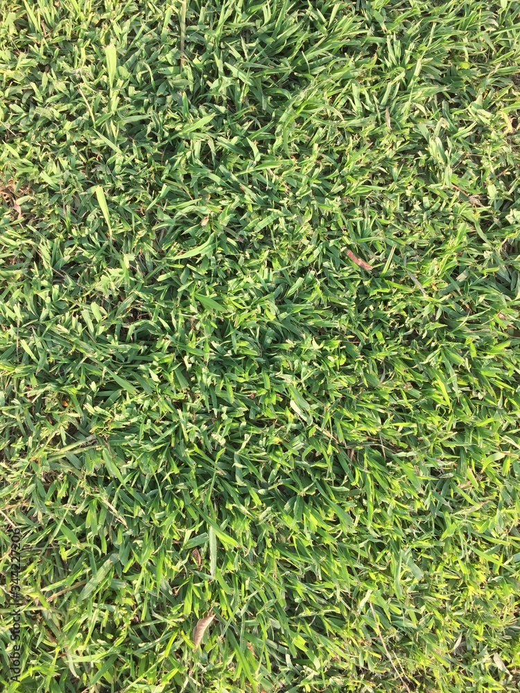 Fototapeta premium green grass background