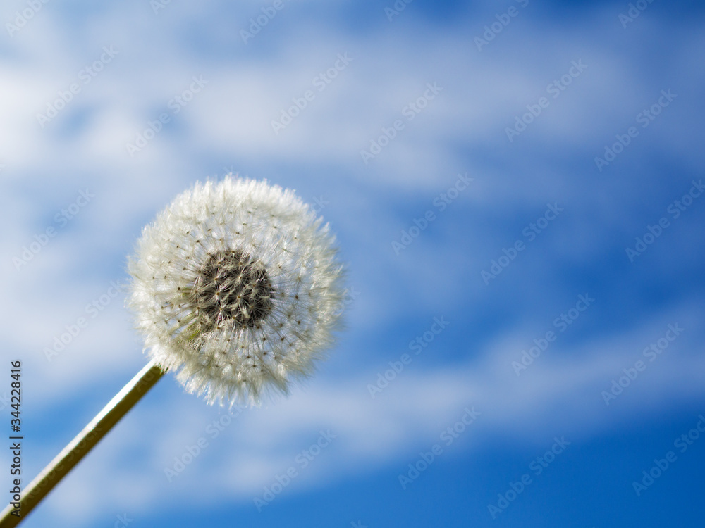 Dandelion seed with blue sky