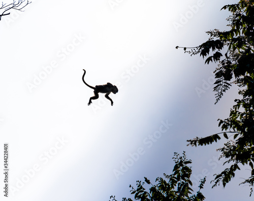 jump macaque you will most likely find a tree