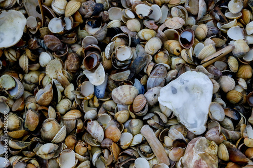 Close up of an assortment of small seashells and stones washed up on a English beach after a winter storm.